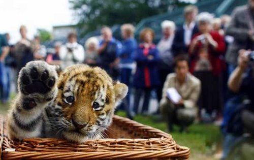 Pictures Of Tigers And Cubs. baby Tiger+cubs+playing
